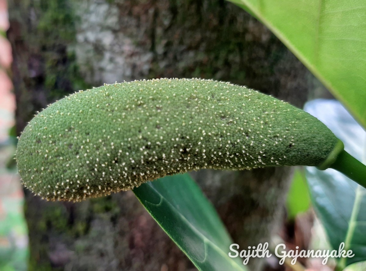 Artocarpus heterophyllus Lam.